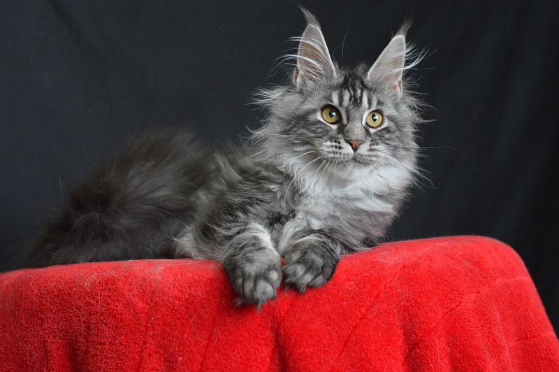 Roxy Akbars - Kitten maine-coon 5 months