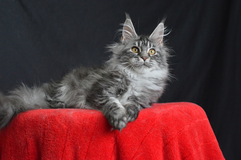 Roxy Akbars - Kitten maine-coon 5 months