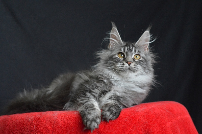 Roxy Akbars - Kitten maine-coon 5 months