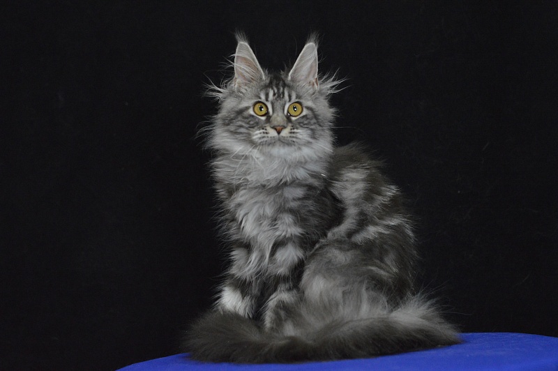 Roxy Akbars - Kitten maine-coon 5 months 1.5 week