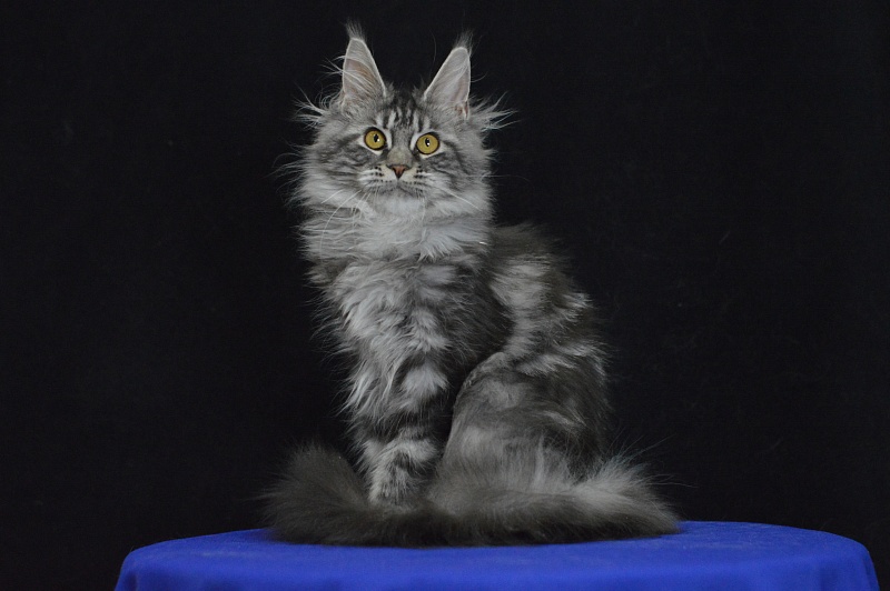 Roxy Akbars - Kitten maine-coon 5 months 1.5 week