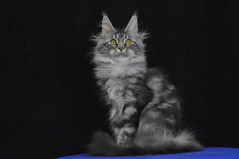 Roxy Akbars - Kitten maine-coon 5 months 1.5 week