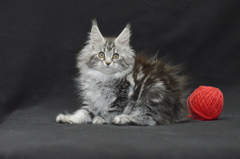 Roxy Akbars - Kitten maine-coon 2 months 4 weeks