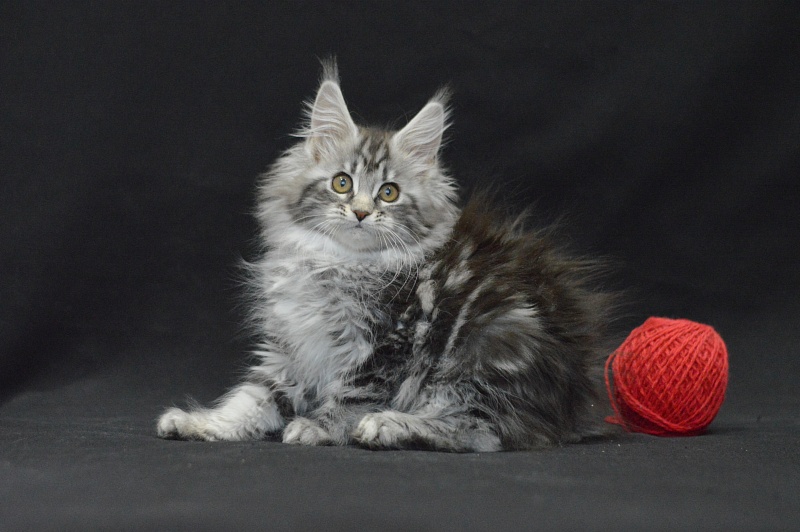 Roxy Akbars - Kitten maine-coon 2 months 4 weeks