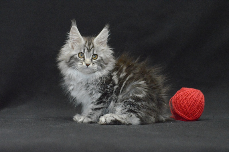 Roxy Akbars - Kitten maine-coon 2 months 4 weeks