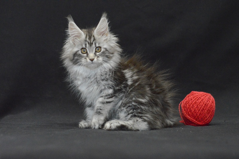 Roxy Akbars - Kitten maine-coon 2 months 4 weeks