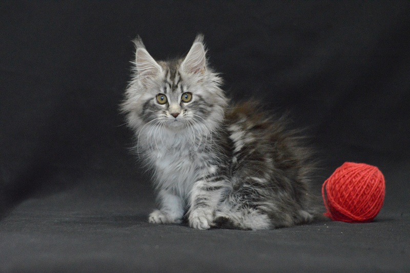 Roxy Akbars - Kitten maine-coon 2 months 4 weeks