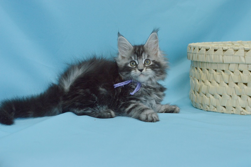 Roxanne Akbars - Kitten maine-coon 1 month 3 weeks