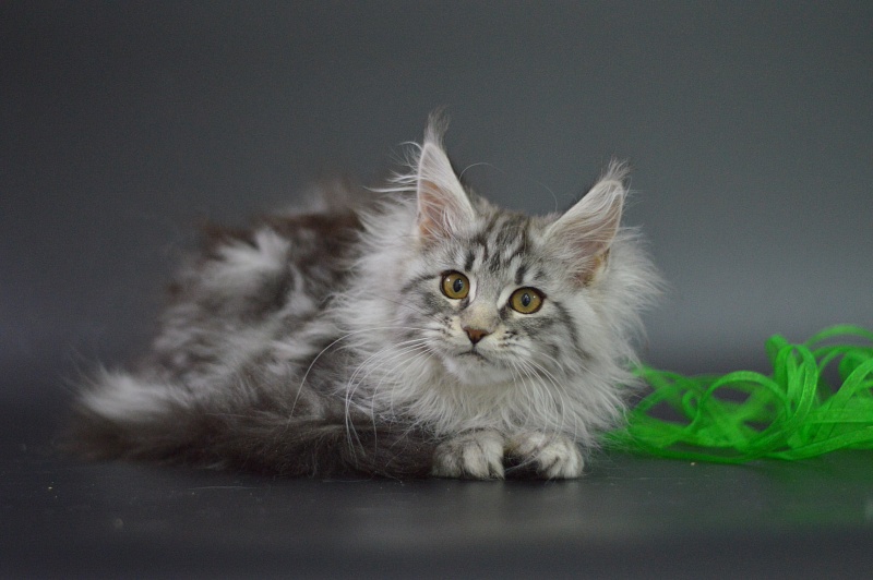 Roxanne Akbars - Kitten maine-coon 3 months 1 week