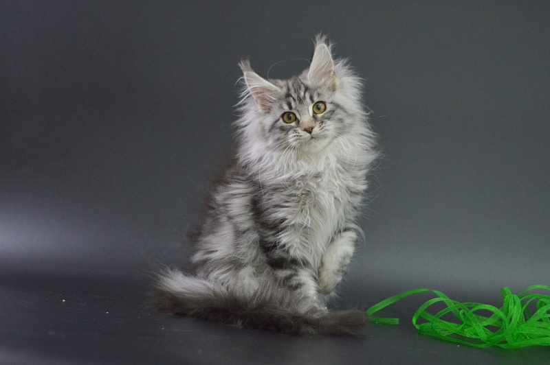 Roxanne Akbars - Kitten maine-coon 3 months 1 week