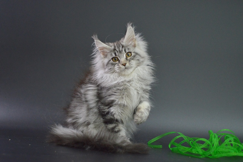 Roxanne Akbars - Kitten maine-coon 3 months 1 week