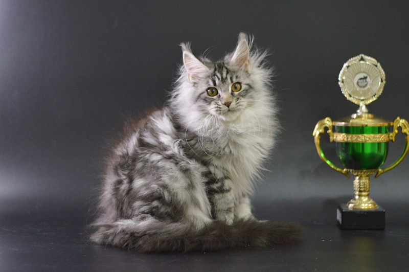 Roxanne Akbars - Kitten maine-coon 3 months 4 weeks