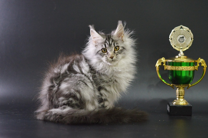 Roxanne Akbars - Kitten maine-coon 3 months 4 weeks