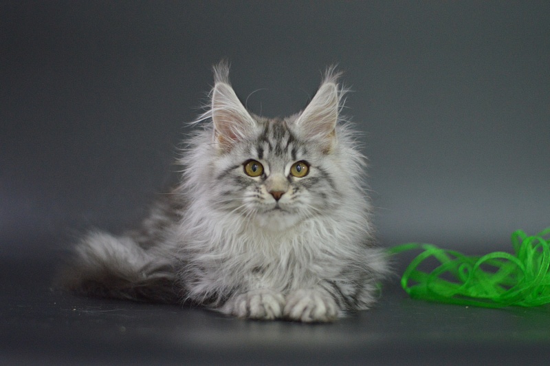 Roxanne Akbars - Kitten maine-coon 3 months 1 week