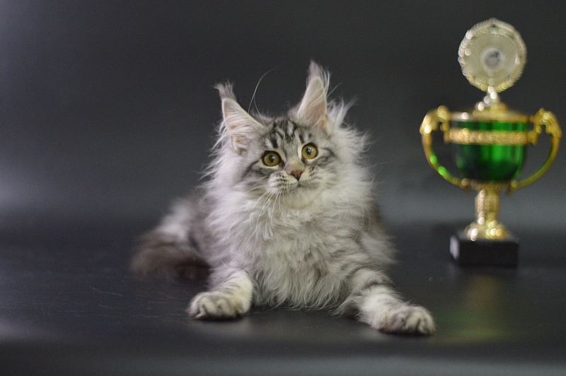 Roxanne Akbars - Kitten maine-coon 3 months 4 weeks