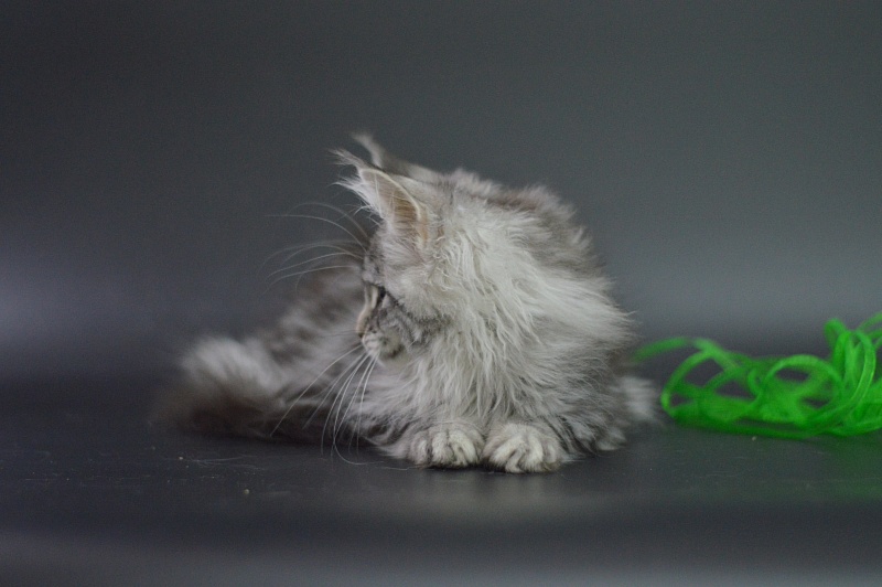 Roxanne Akbars - Kitten maine-coon 3 months 1 week