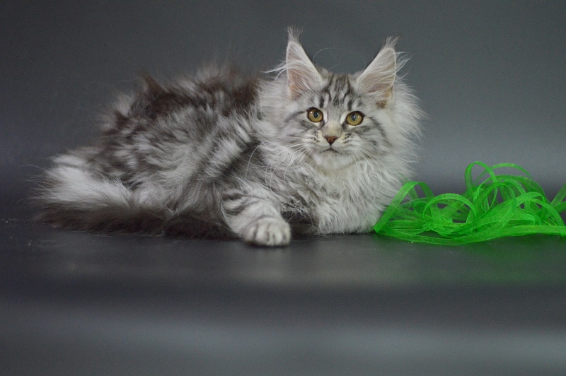 Roxanne Akbars - Kitten maine-coon 3 months 1 week