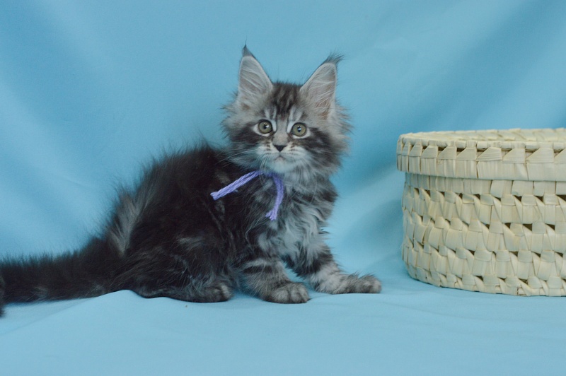 Roxanne Akbars - Kitten maine-coon 1 month 3 weeks