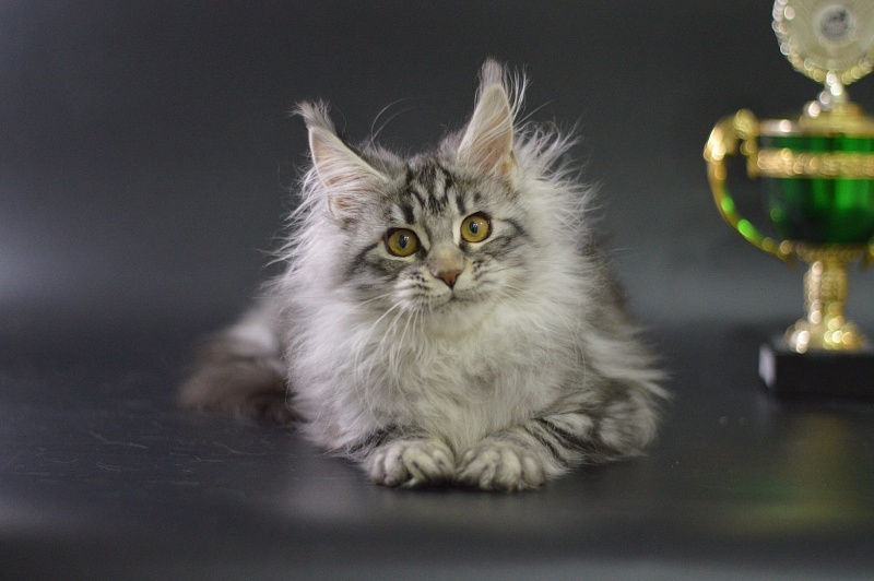Roxanne Akbars - Kitten maine-coon 3 months 4 weeks