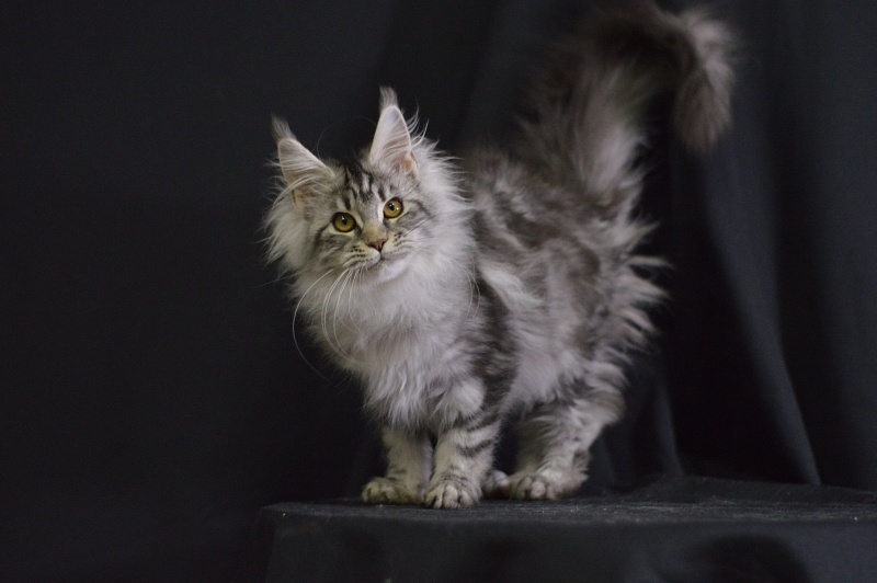 Roxanne Akbars - Kitten maine-coon 4.5 months