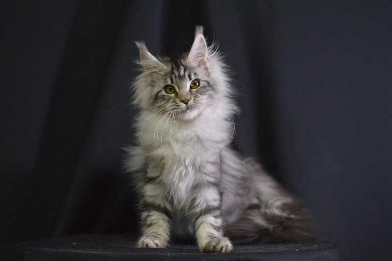 Roxanne Akbars - Kitten maine-coon 4.5 months