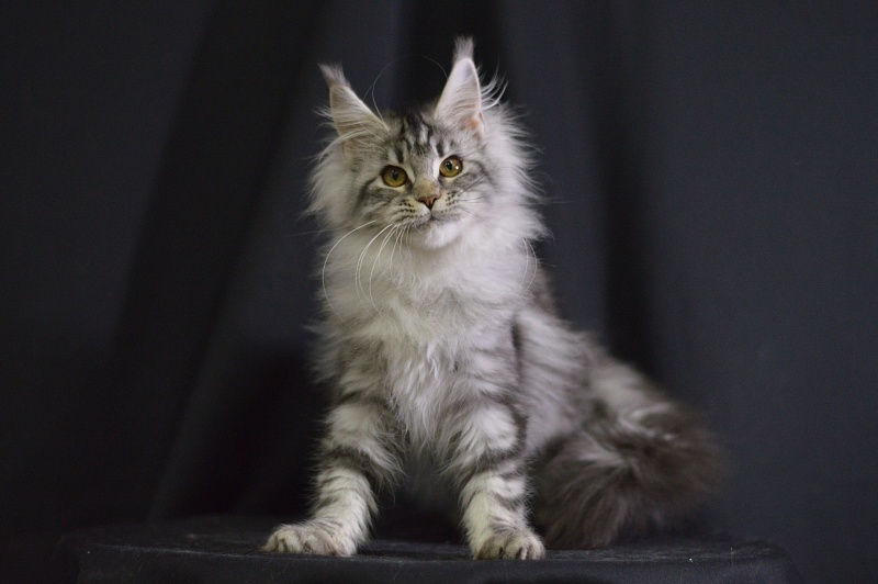 Roxanne Akbars - Kitten maine-coon 4.5 months
