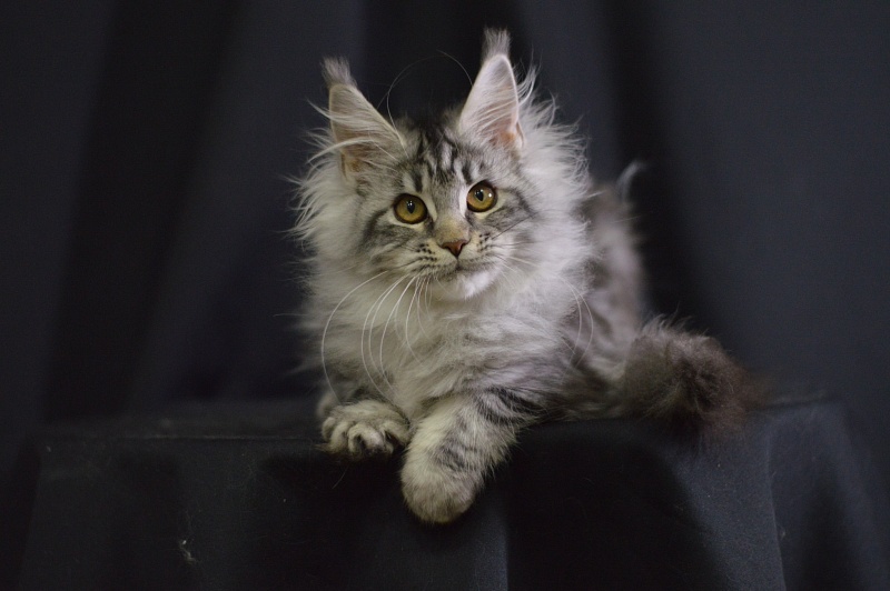 Roxanne Akbars - Kitten maine-coon 4.5 months