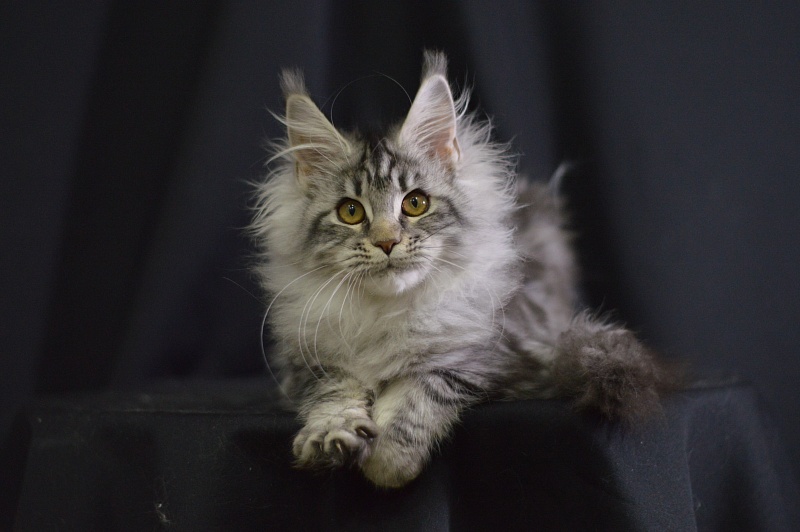 Roxanne Akbars - Kitten maine-coon 4.5 months