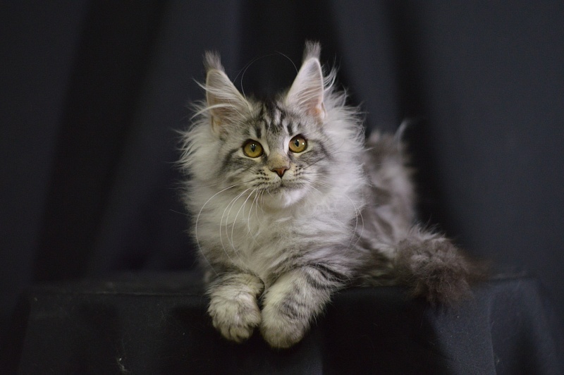 Roxanne Akbars - Kitten maine-coon 4.5 months