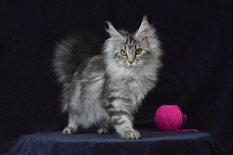 Roxanne Akbars - Kitten maine-coon 4 months 2.5 weeks