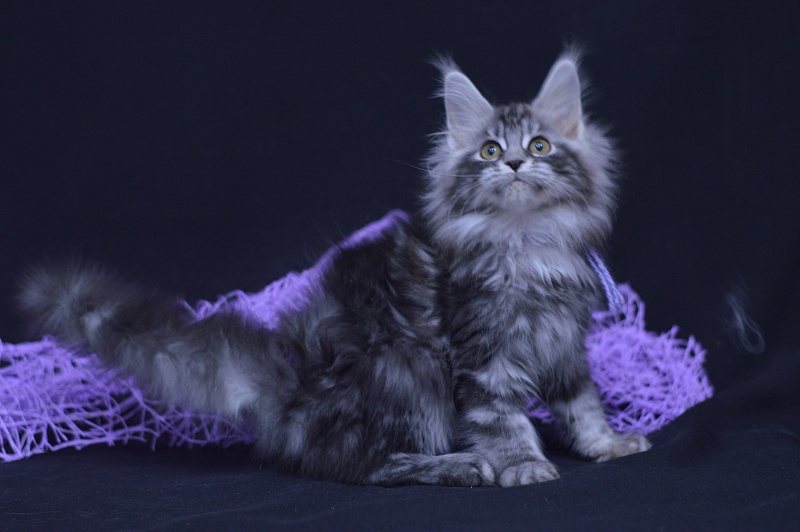 Roxanne Akbars - Kitten maine-coon 2 months 4 weeks