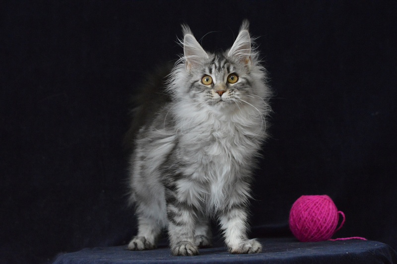 Roxanne Akbars - Kitten maine-coon 4 months 2.5 weeks