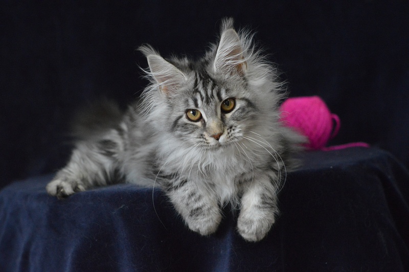 Roxanne Akbars - Kitten maine-coon 4 months 2.5 weeks