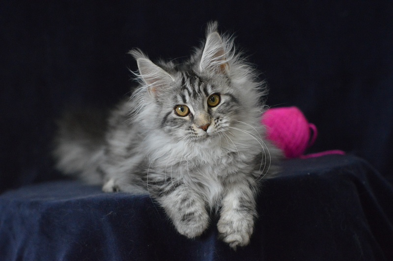 Roxanne Akbars - Kitten maine-coon 4 months 2.5 weeks