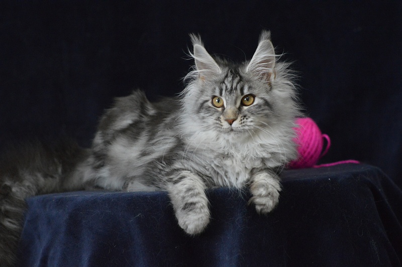 Roxanne Akbars - Kitten maine-coon 4 months 2.5 weeks