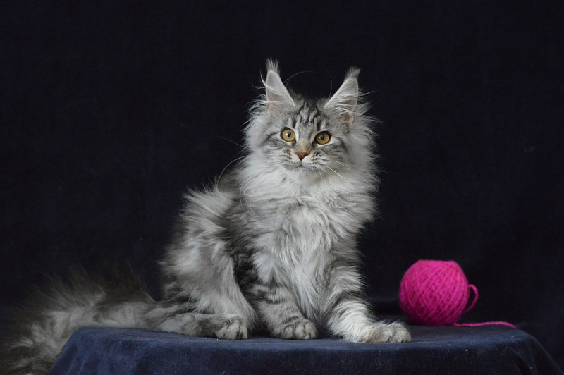 Roxanne Akbars - Kitten maine-coon 4 months 2.5 weeks