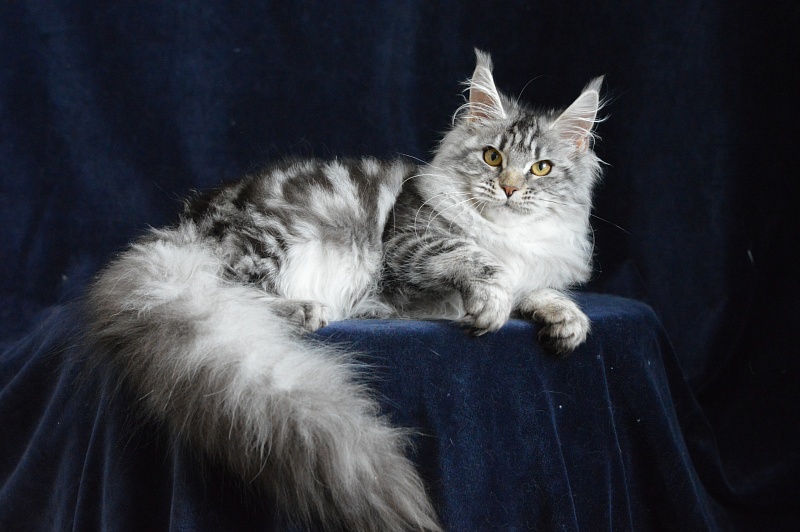 Roxanne Akbars - Kitten maine-coon 5 months 3.5 weeks