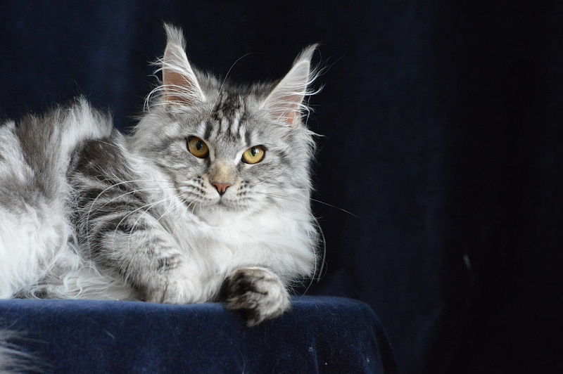 Roxanne Akbars - Kitten maine-coon 5 months 3.5 weeks