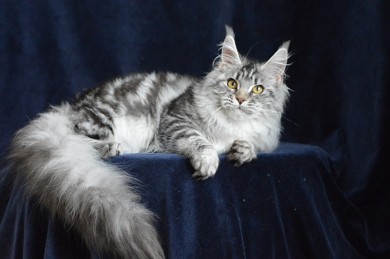 Roxanne Akbars - Kitten maine-coon 5 months 3.5 weeks