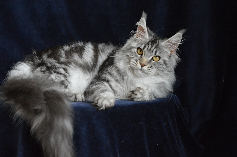 Roxanne Akbars - Kitten maine-coon 5 months 3.5 weeks