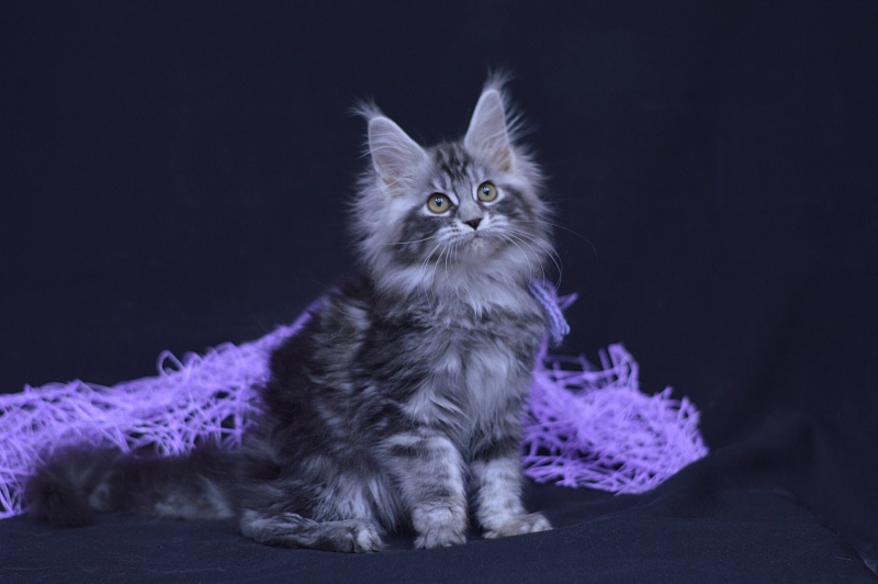 Roxanne Akbars - Kitten maine-coon 2 months 4 weeks