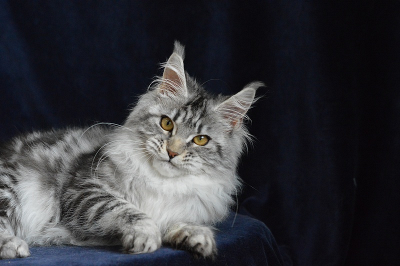 Roxanne Akbars - Kitten maine-coon 5 months 3.5 weeks