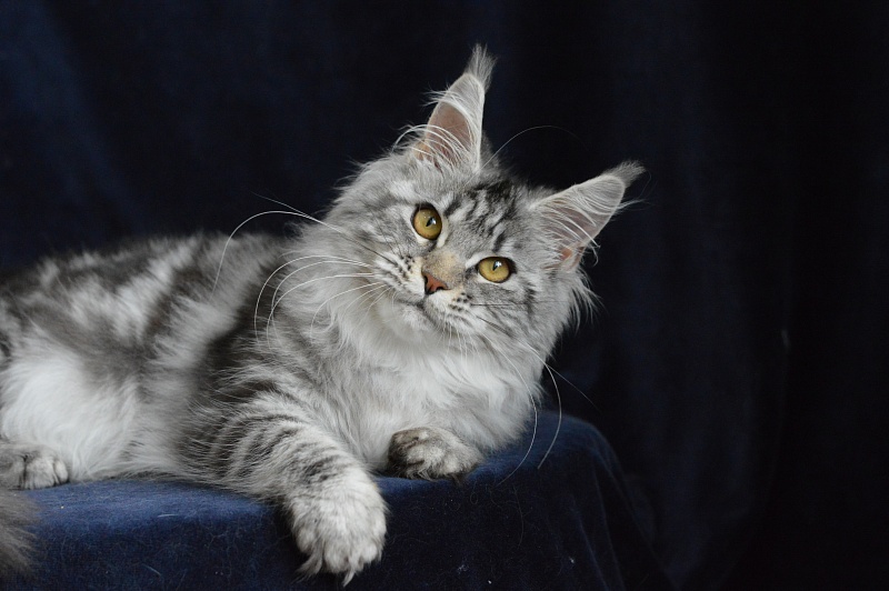 Roxanne Akbars - Kitten maine-coon 5 months 3.5 weeks