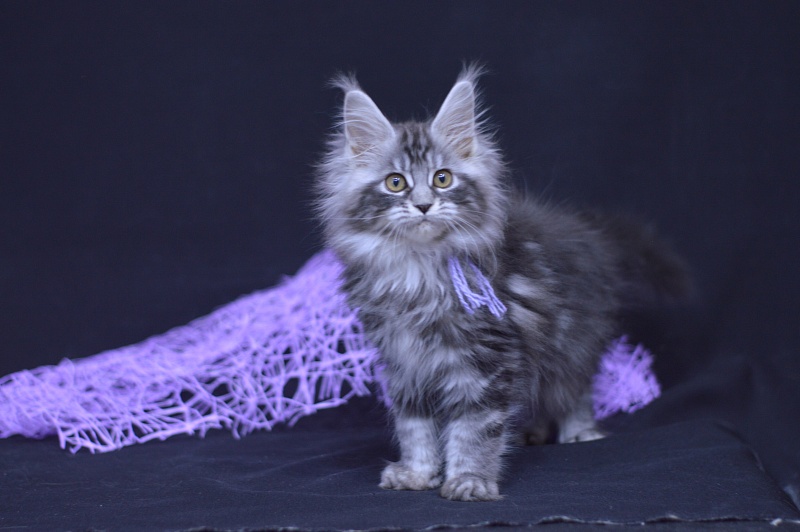 Roxanne Akbars - Kitten maine-coon 2 months 4 weeks