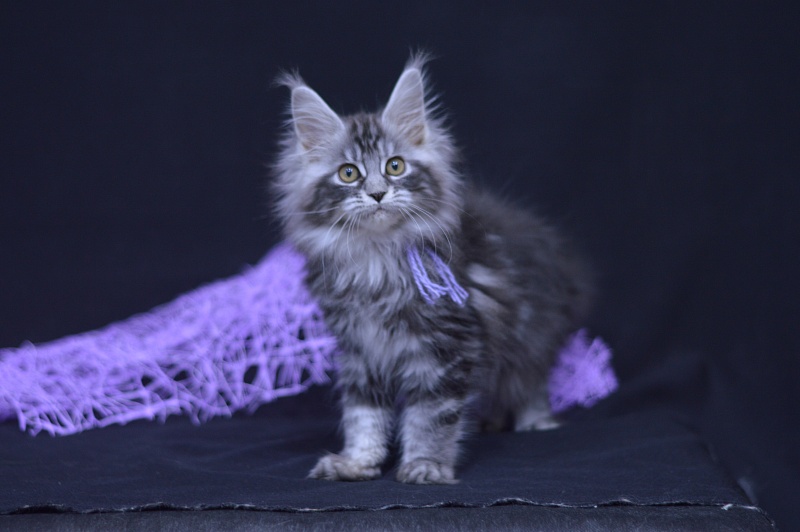 Roxanne Akbars - Kitten maine-coon 2 months 4 weeks