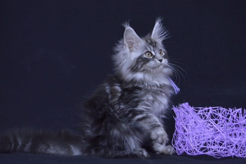 Roxanne Akbars - Kitten maine-coon 2 months 4 weeks