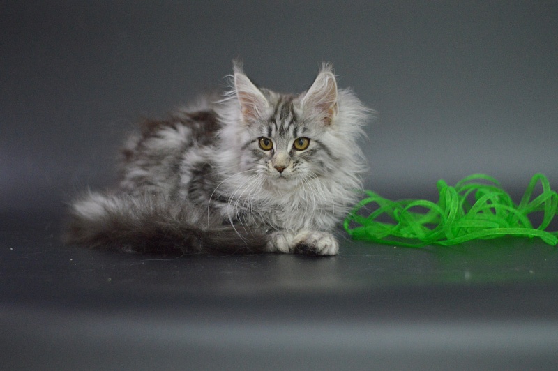 Roxanne Akbars - Kitten maine-coon 3 months 1 week