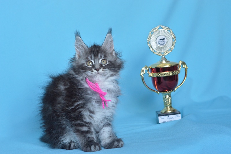 Ru Bella Akbars - Kitten maine-coon 1 month 3 weeks