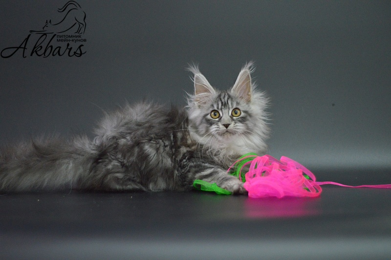 Ru Bella Akbars - Kitten maine-coon 3 months 1 week
