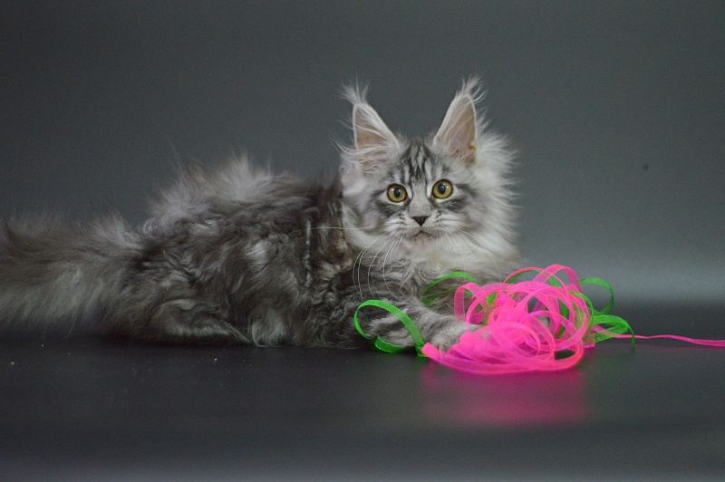 Ru Bella Akbars - Kitten maine-coon 3 months 1 week